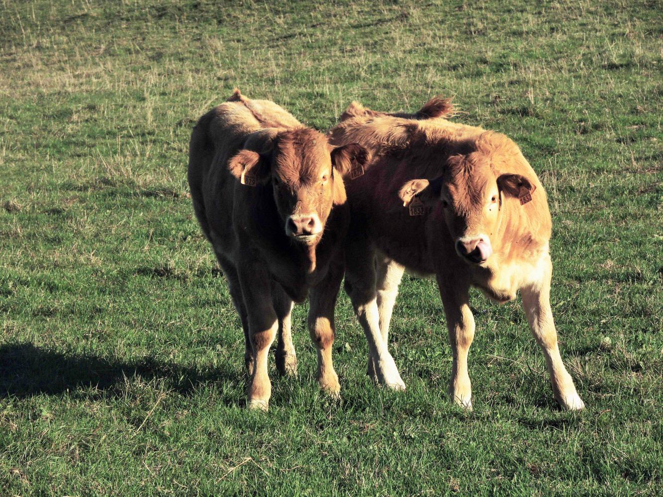 Veaux du Ségala