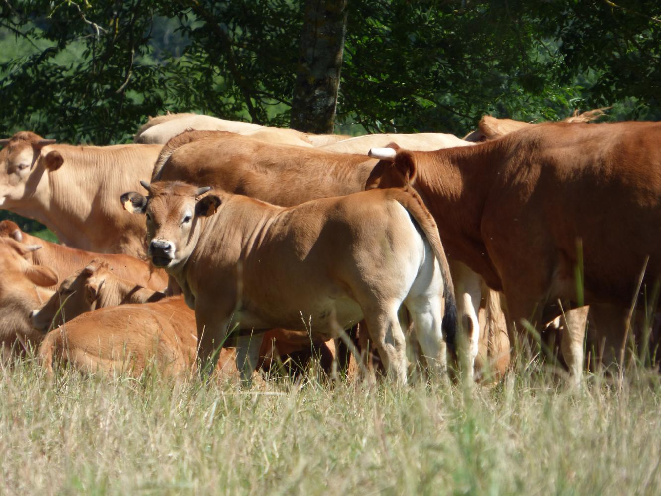 Elevages du Carmausin Ségala